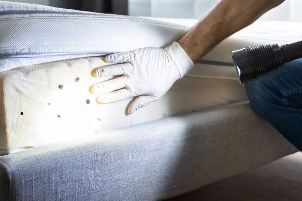 Best Bed Bug Extermination  in Verona, VA